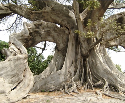 Elephant Tree Senegal